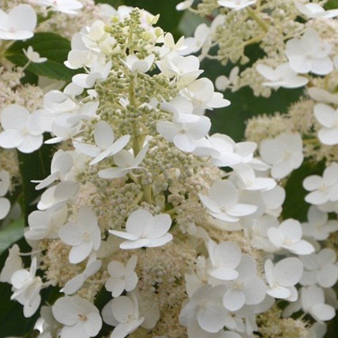 Obrázok Hortenzia metlinatá (Hydrangea paniculata) ´LIVING INFINITY´® by LIVING CREATIONS® - výška 40-60 cm, kont. C2L - 150 dní kvitnutia!